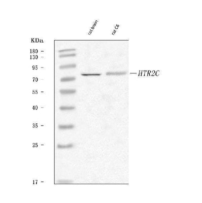 Anti-5-HT2C Receptor/HTR2C Antibody Picoband® Boster Bio