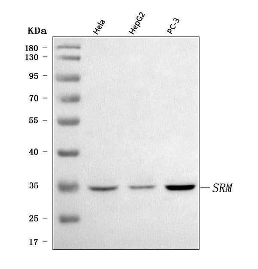Anti-Spermidine synthase/SRM Antibody Picoband® Boster Bio