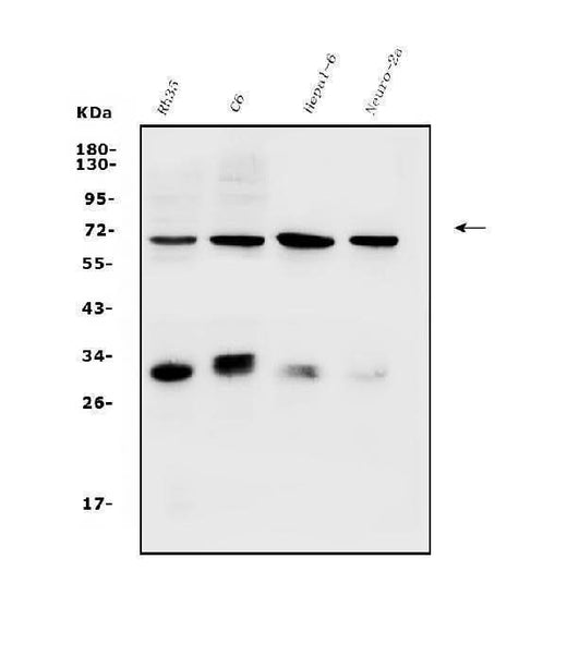 Anti-Arsb Antibody Picoband® Boster Bio