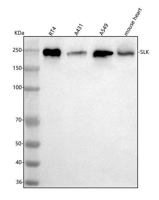 Anti-SLK Antibody Picoband® Boster Bio