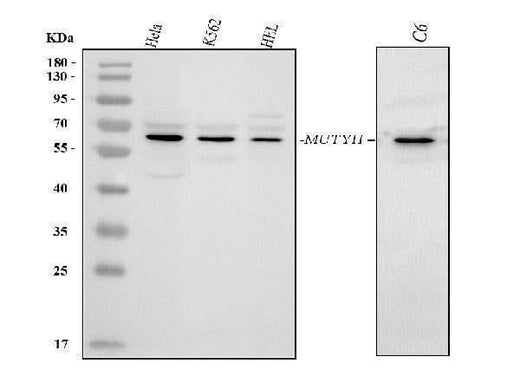 Anti-MUTYH Antibody Picoband® Boster Bio