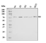 Anti-RAD18 Antibody Picoband® Boster Bio