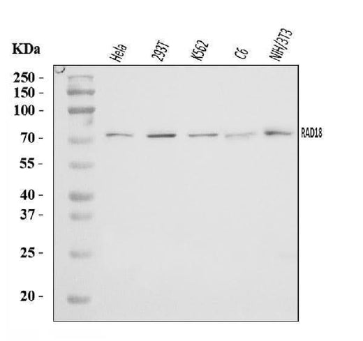 Anti-RAD18 Antibody Picoband® Boster Bio