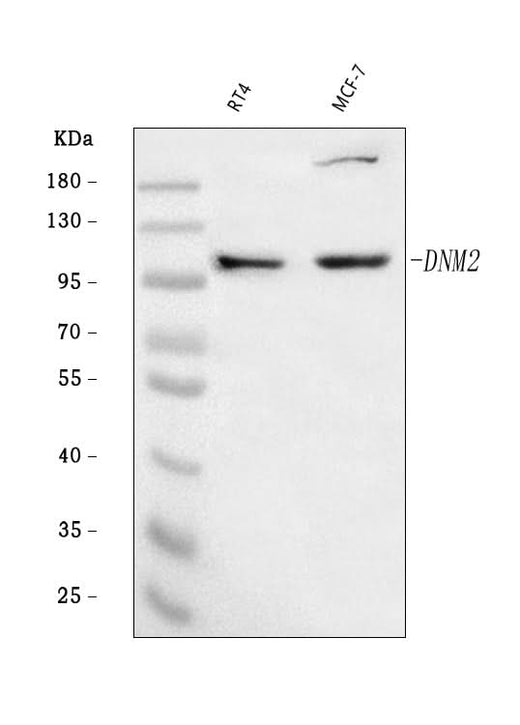 Anti-Dynamin 2/DNM2 Antibody Picoband® Boster Bio