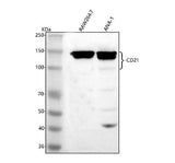 Anti-CD21/CR2 Antibody Picoband® Boster Bio