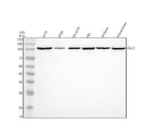 Anti-GALC Antibody Picoband® Boster Bio