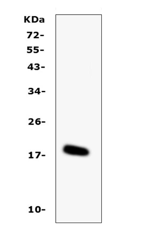 Anti-IL-16/Il16 Antibody Picoband® Boster Bio
