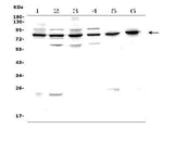 Anti-PAF1/PD2 Picoband® Antibody Boster Bio