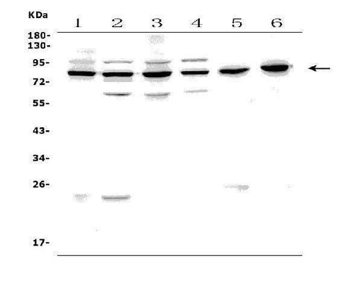 Anti-PAF1/PD2 Picoband® Antibody Boster Bio