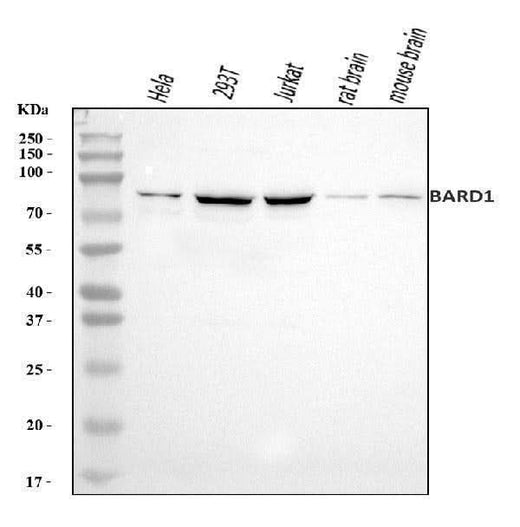 Anti-BARD1 Antibody Picoband® Boster Bio