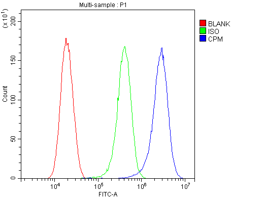 Anti-Carboxypeptidase M/CPM Antibody Picoband® Boster Bio