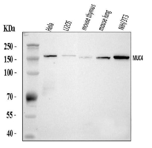 Anti-MUC4 Antibody Picoband® Boster Bio