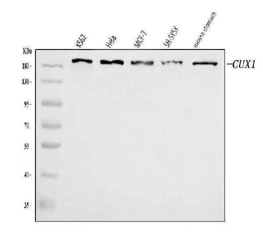 Anti-CUX1 Antibody Picoband® Boster Bio