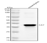 Anti-Lat Antibody Picoband® Boster Bio