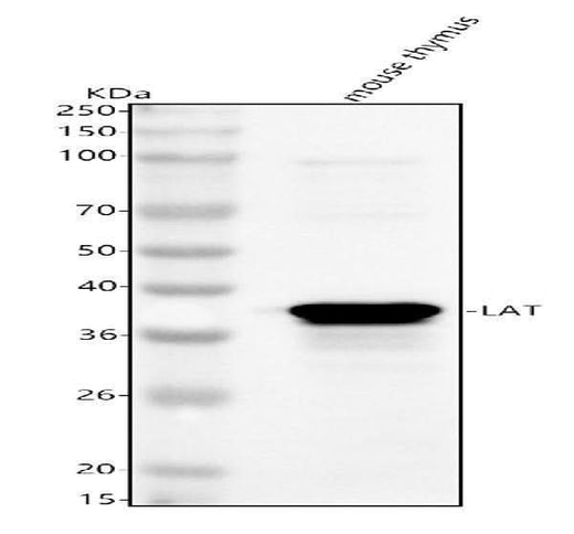 Anti-Lat Antibody Picoband® Boster Bio