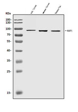 Anti-HAP1 Antibody Picoband® Boster Bio