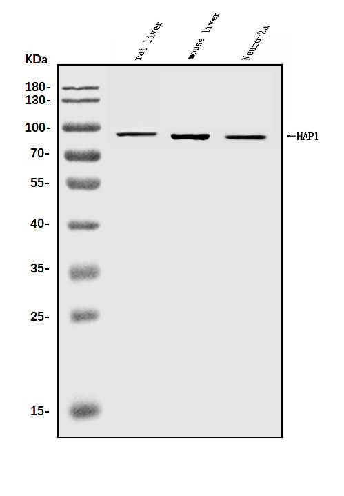 Anti-HAP1 Antibody Picoband® Boster Bio