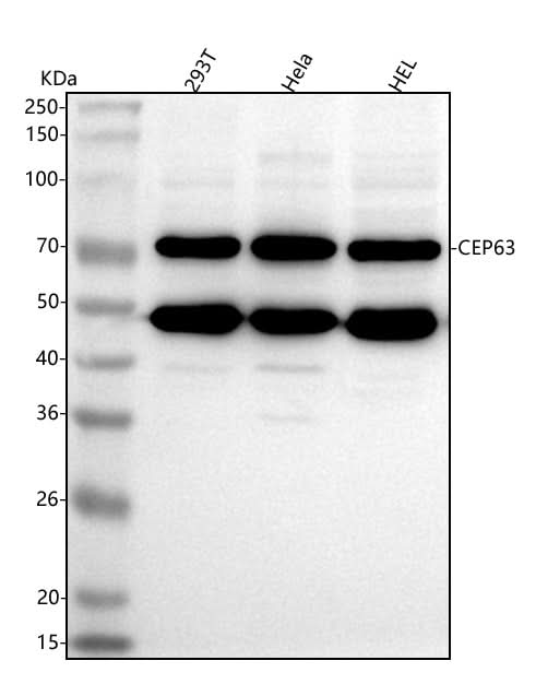 Anti-CEP63 Antibody Picoband® Boster Bio