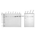Anti-GRB10 Antibody Picoband® Boster Bio