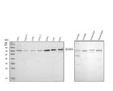 Anti-GRB10 Antibody Picoband® Boster Bio