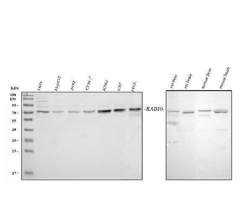 Anti-GRB10 Antibody Picoband® Boster Bio