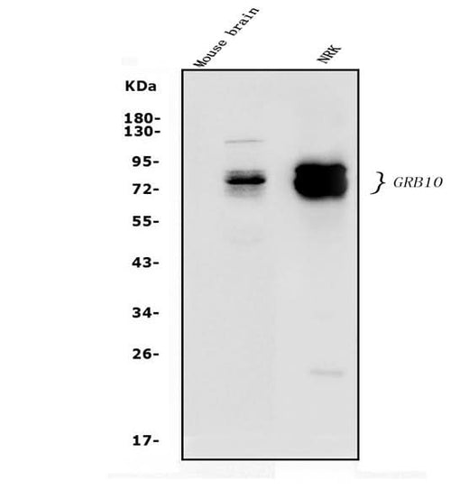 Anti-GRB10 Antibody Picoband® Boster Bio