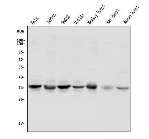 Anti-UNG Antibody Picoband® Boster Bio
