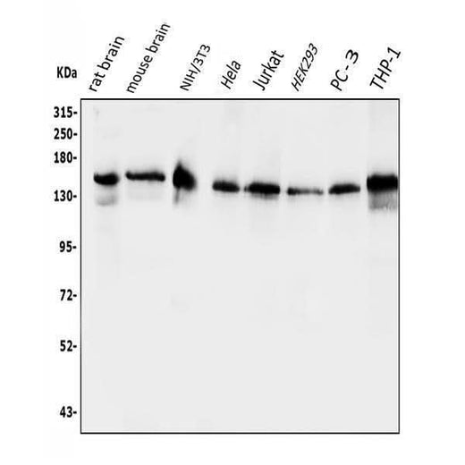 Anti-EPS15 Antibody Picoband® Boster Bio