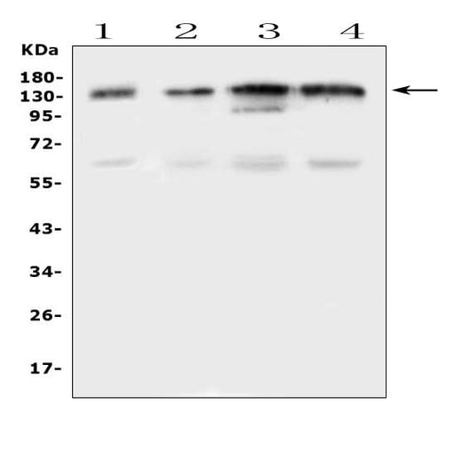 Anti-EPS15 Antibody Picoband® Boster Bio