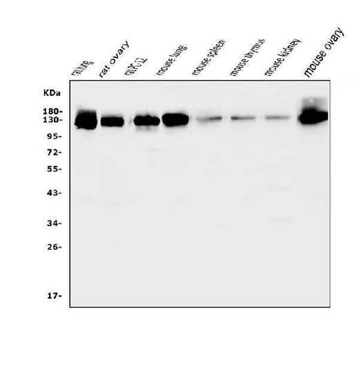 Anti-CD146/Mcam Antibody Picoband® Boster Bio