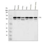 Anti-DNA Ligase IV/LIG4 Antibody Picoband® Boster Bio