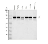 Anti-DNA Ligase IV/LIG4 Antibody Picoband® Boster Bio