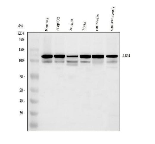 Anti-DNA Ligase IV/LIG4 Antibody Picoband® Boster Bio