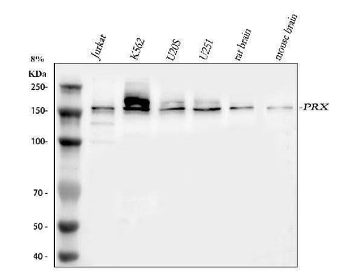 Anti-PRX Antibody Picoband® Boster Bio