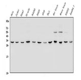 Anti-YWHAE Antibody Picoband® Boster Bio