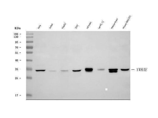 Anti-YWHAE Antibody Picoband® Boster Bio
