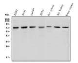 Anti-MCPIP1/ZC3H12A Antibody Picoband® Boster Bio
