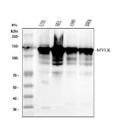 Anti-Myosin light chain kinase/MYLK Antibody Picoband® Boster Bio