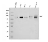 Anti-DDR2 Antibody Picoband® Boster Bio