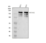 Anti-NCOA2 Antibody Picoband® Boster Bio