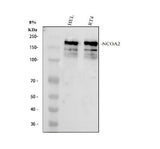 Anti-NCOA2 Antibody Picoband® Boster Bio