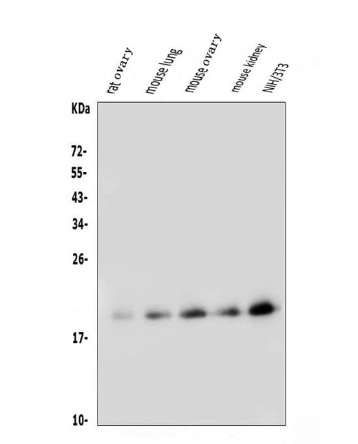 Anti-FGF10 Antibody Picoband® Boster Bio
