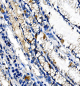 Anti-Ghrelin/GHRL Antibody Boster Bio