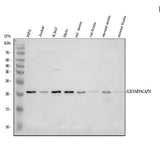 Anti-PACAP-38/ADCYAP1 Antibody Picoband® Boster Bio