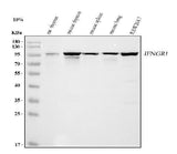 Anti-Ifngr1 Antibody Picoband® Boster Bio