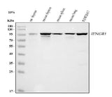 Anti-Ifngr1 Antibody Picoband® Boster Bio