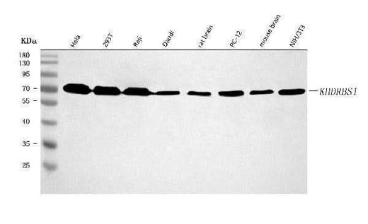 Anti-Sam68/KHDRBS1 Antibody Picoband® Boster Bio