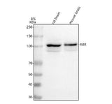 Anti-ABR Antibody Picoband® Boster Bio