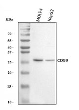 Anti-CD99 Antibody Picoband® Boster Bio