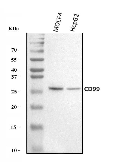 Anti-CD99 Antibody Picoband® Boster Bio